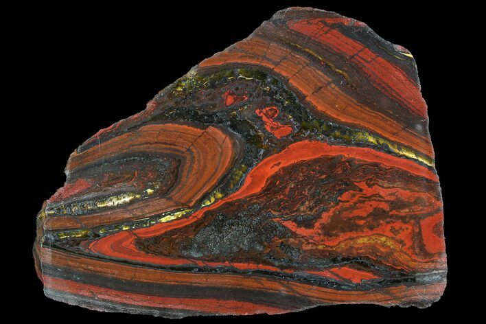 Polished Tiger Iron Stromatolite - ( Billion Years) #92947